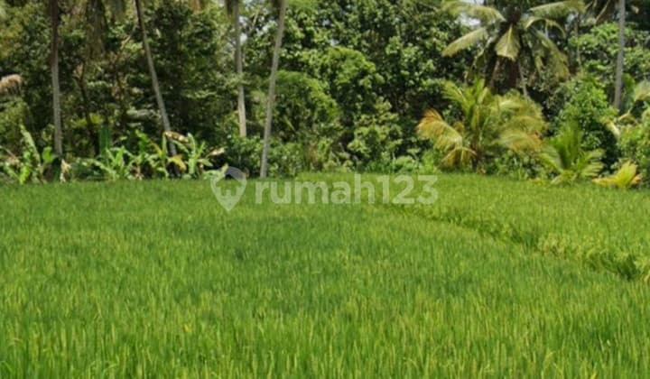 Land For Leasehold In Main Road Tirta Tawar Ubud Bali