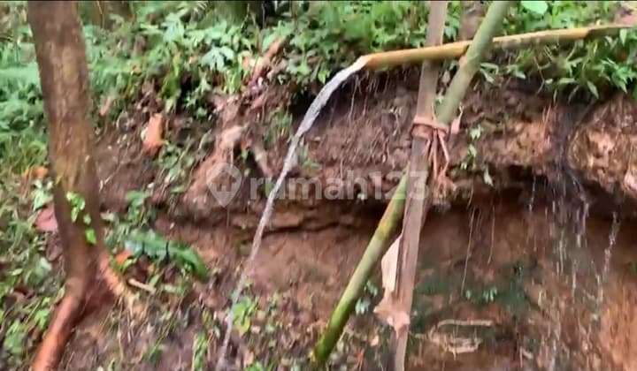 Kebun Kopi Di Sanda Pupuan Dekat Sava Eco Retreat Bali