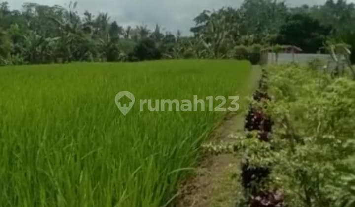 Organic rice fields for sale near Sanda Plantation Hideaway Bali