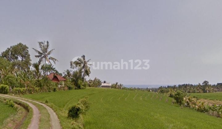 Tanah sawah di Selemadeg Timur Tabanan Bali