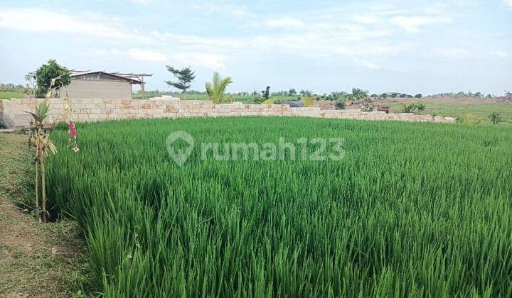 Tanah View Sawah Dan Gunung Dekat Pasut Dan Kelating Bali