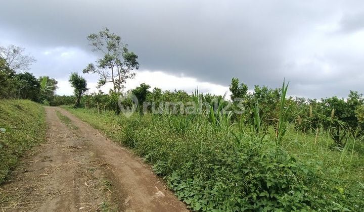 Citrus orchards in Kintamani Bali near Buahan Kaja Payangan Gianyar