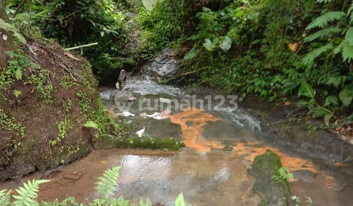 Yellow Zone Land Has Hot Springs in Penebel Tabanan Bali