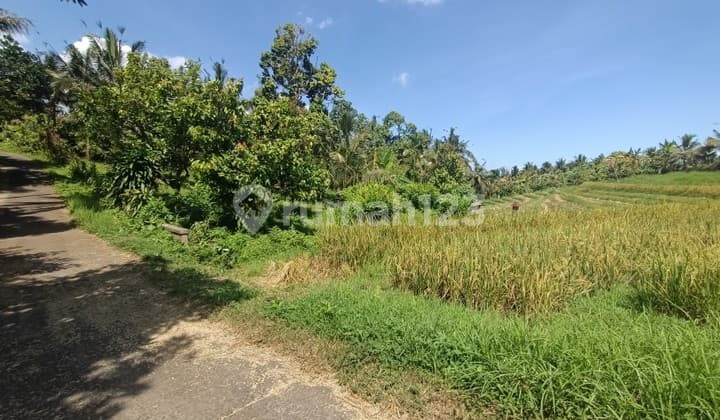 Kebun Durian View Sawah Zona Kuning 15 Menit Dari Pantai Di Bali