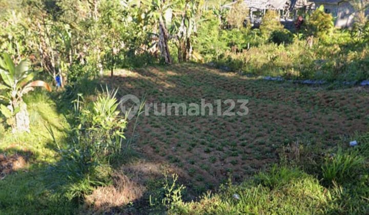 Tanah Kebun Cocok Untuk Durian Di Petang Badung Bali