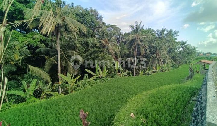 Tanah View Jungle Di Tegallalang 15 Menit Dari Ubud Center