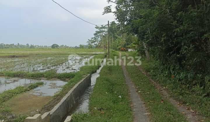 Tanah sawah harga murah di Penebel Tabanan Bali