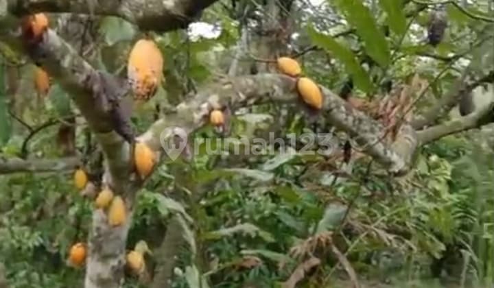 Kebun Cokelat Di Selemadeg Tabanan Bali