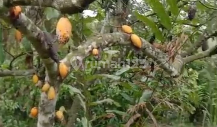 Kebun Cokelat Di Selemadeg Tabanan Bali