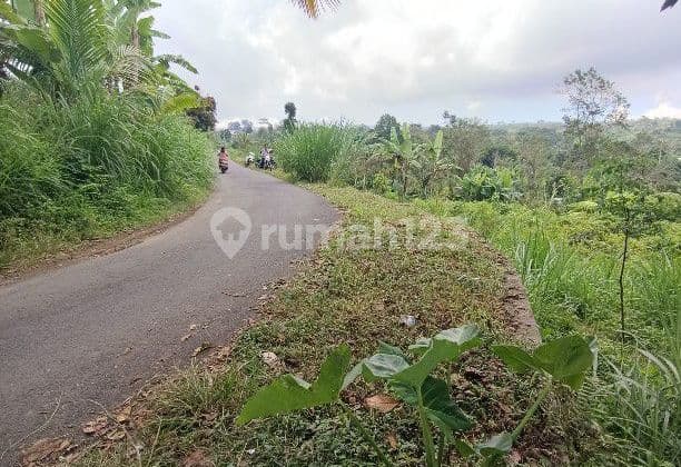 Cheap land in Kintamani Bali can be used for animal husbandry