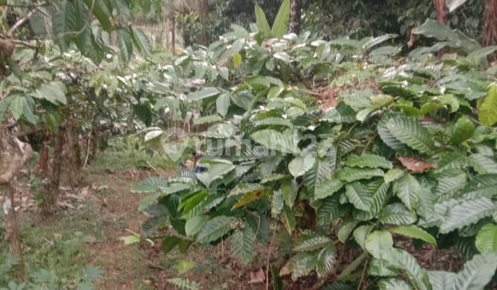 Kebun Kopi Di Tabanan Bali Hanya 15 Menit Ke Balian Beach