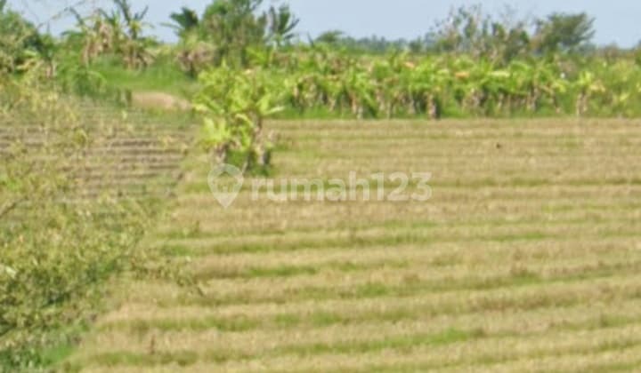 Tanah Zona Kuning View Sawah Terasering Dekat Pantai Pasut Bali