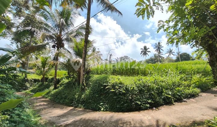 Tanah Zona Kuning Non Lsd di Tegallalang Gianyar Bali
