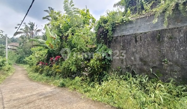 Kebun Durian Dan Manggis Di Pupuan Tabanan Bali