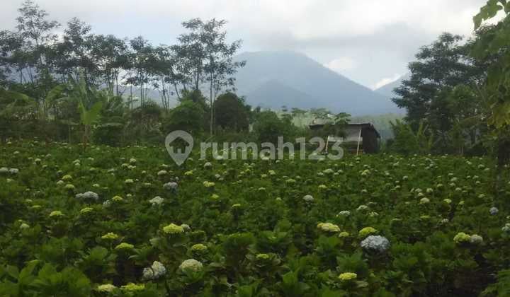 Land View Near Munduk Moding Mountain in Gobleg Bali