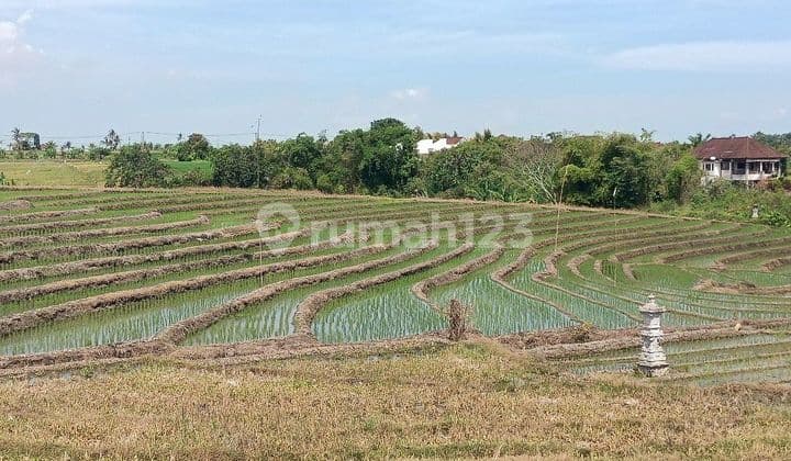 Tanah View Sawah Dan Gunung Dekat Pasut Dan Kelating Bali