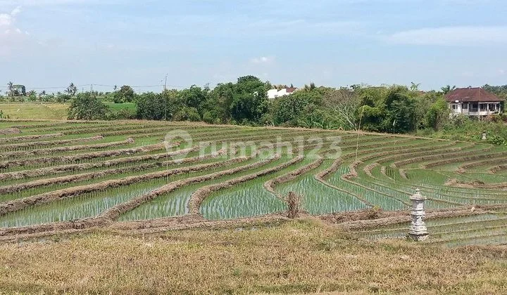 Tanah View Sawah Dan Gunung Dekat Pasut Dan Kelating Bali