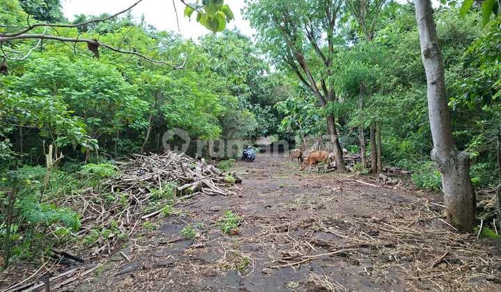 Land For Leasehold In Belimbing Sari Pecatu Bali