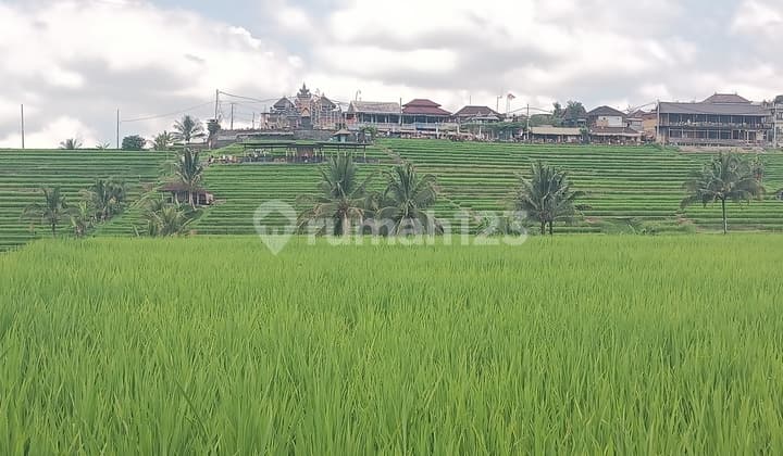 Tanah Sawah Di Central Jatiluwih Tabanan Bali