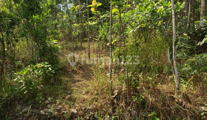 Tanah Luas Di Lokasi Strategis Nglipar Gunungkidul Yogyakarta