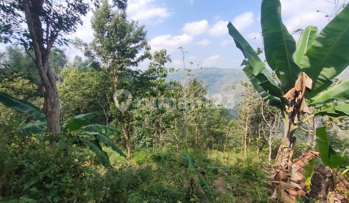 Tanah Cantik dengan View Hutan Pinus dan Kelok Sungai yang Sangat Cantik