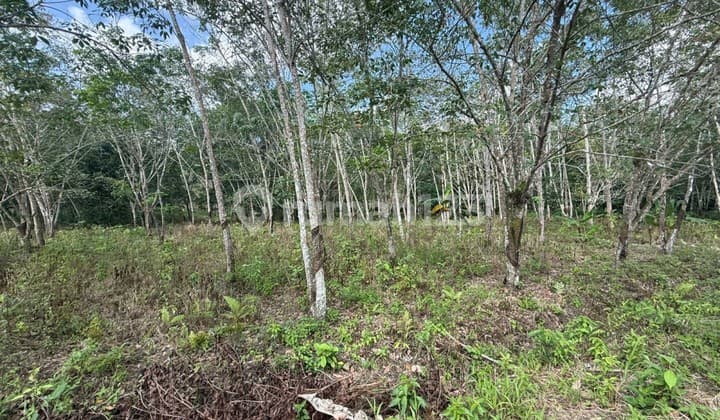 Dijual Tanah 2,3 Ha di Lamaru - Rk