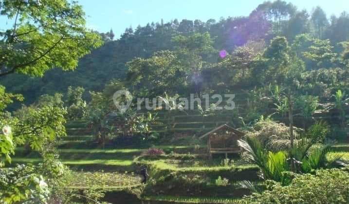 Affordable Large Land In Tapos Pancawati Ciawi Bogor LBC