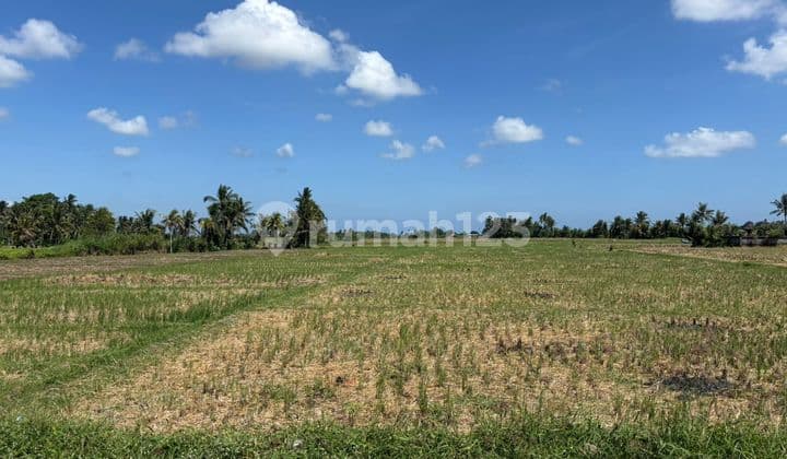 Tanah Kavling Luas Ocean View, Lingkungan Asri, Lokasi Strategis & Potensial di Sayap Canggu - Bali