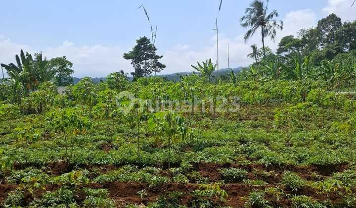 Dijual Tanah Bagus Di Bogor Cimande