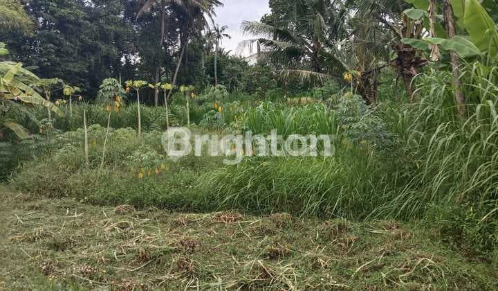 Turun Harga Tanah Kavling Lingkungan Nyaman Cocok Untuk Villa Di Pering Gianyar