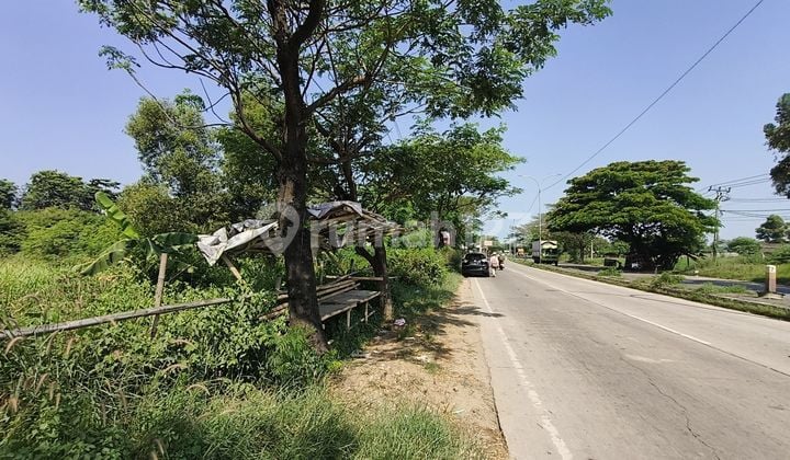 Jual Tanah Kavling Padat Dekat Summarecon Karawang Timur Lt 6400m2