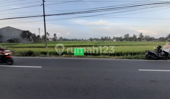 Tanah Sawah Luas di Tepi Jalan Raya Selomartani - Potensi Investasi