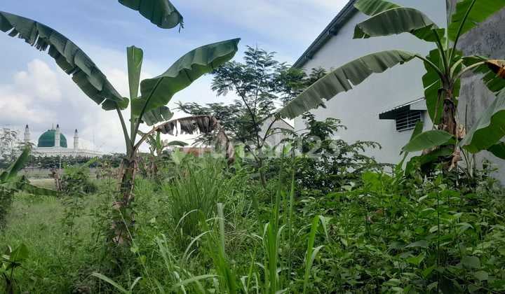 Disewakan Tanah Sawah Luas 1465 Meter Persegi Lokasi Strategis di Klaten Utara