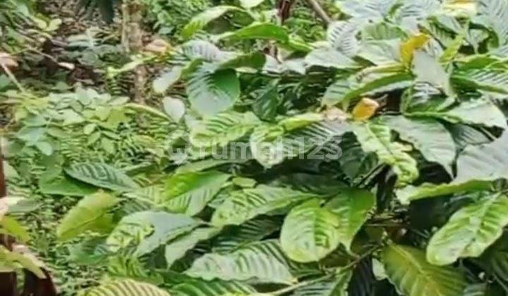 Tanah Strategis Dekat Air Terjun Bedugul, Buleleng