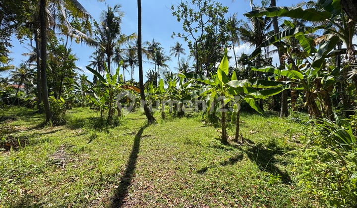 Strategic Land for Sale Near Lovina Beach – 1,150 m²