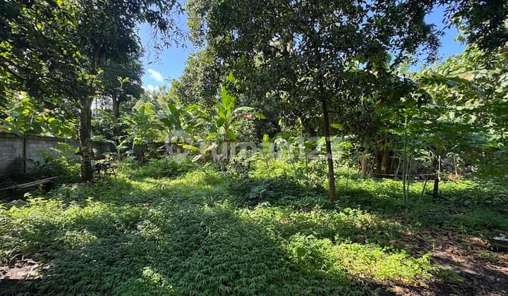 Build Your Eco Retreat in Lovina Bali