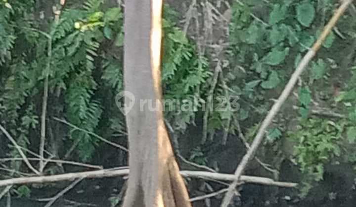 Tanah Jual Lokasi Kemenuh