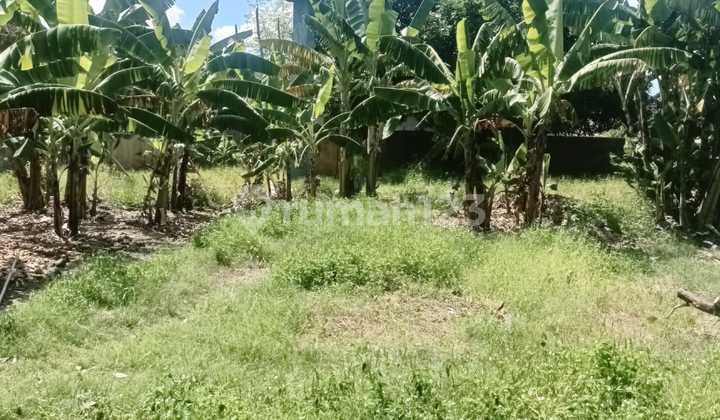 Land for Sale in Umalas