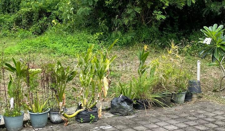 Tanah di Goa Gong Ungasan Jimbaran Murah