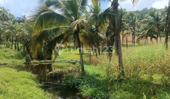 Dijual Perkebunan Seluas 99.000 m2 DI Totabuan - Sulawesi Utara