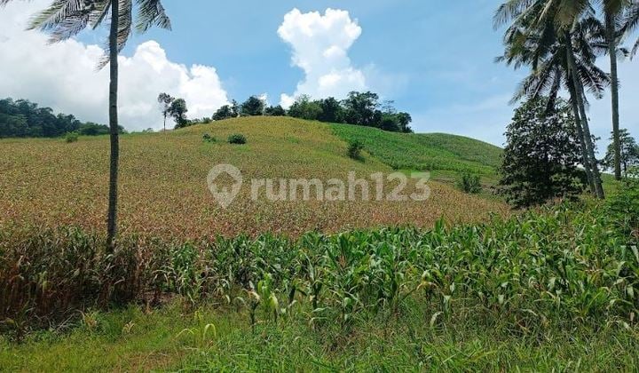 Dijual Tanah Seluas 2H Cocok untuk Perkebunan di Lolak - Sulut