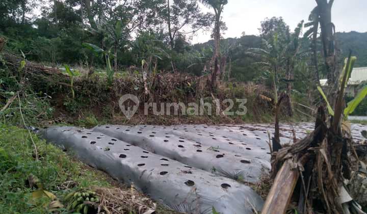 Lahan Sawah Istimewa di Cupunegara Cisalak Subang
