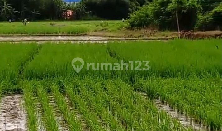 Tanah Sawah di Subang, Cocok untuk Industri