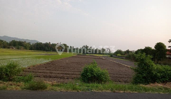 Dijual Tanah Sawah Di Jalan Parangtritis Yogyakarta