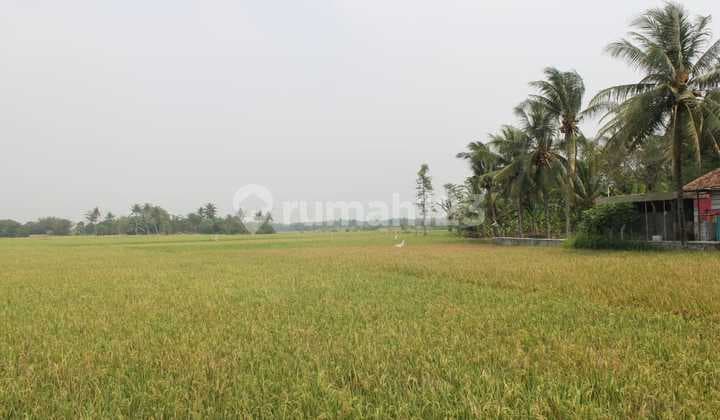 Dijual Lahan Untuk Dibangun Perumahan Dan Pemakaman Daerah Rajeg Tangerang