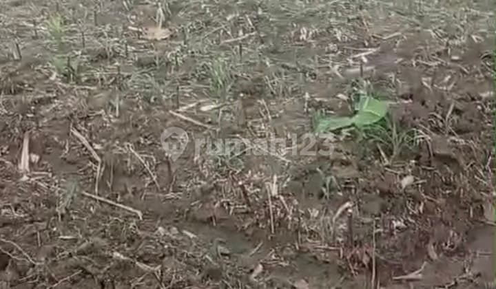 Dijual Tanah Pekarangan Cocok Untuk Perkebunan