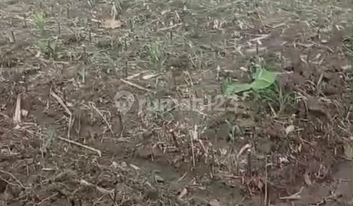 Dijual Tanah Pekarangan Cocok Untuk Perkebunan