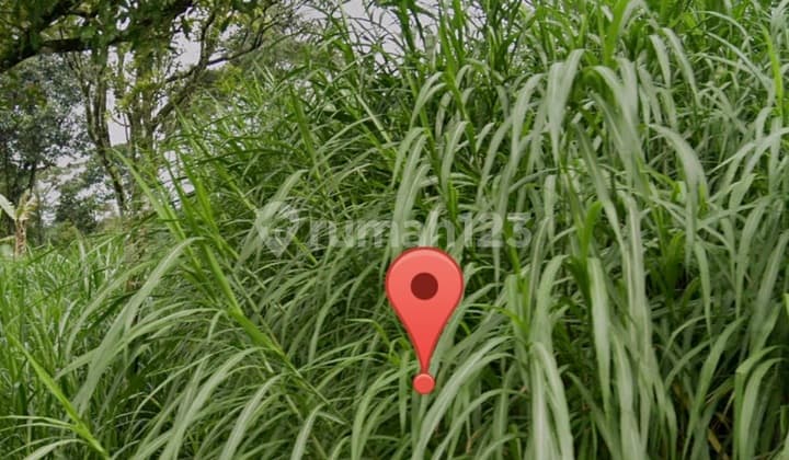 Dijual Tanah Pekarangan Dan Holtikultura