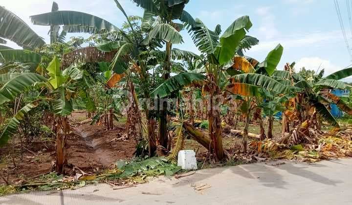 Disewakan Tanah Kebun Siap.pakai Dekat Pasar