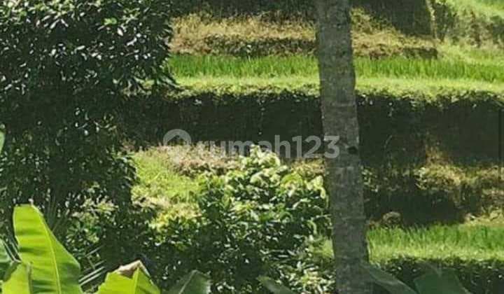 Tanah Jual Lokasi Payangan